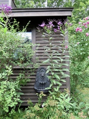 Vernonia noveboracensis