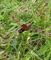 Celithemis elisa