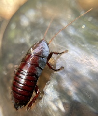 Eurycotis floridana