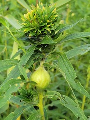 Rhopalomyia solidaginis