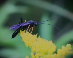 Exetastes fornicator nervulus