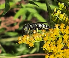 Bicyrtes quadrifasciatus