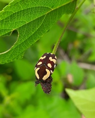 Clinteria klugi
