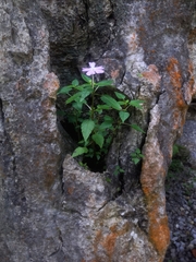 Impatiens platypetala