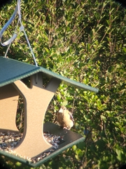 Coccothraustes vespertinus