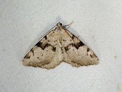 Macaria bitactata