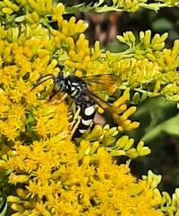 Bicyrtes quadrifasciatus