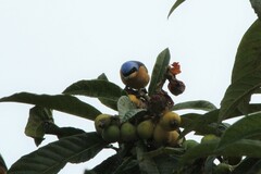 Pipraeidea melanonota