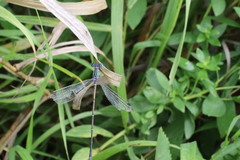 Lestes