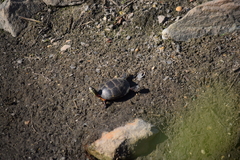 Chrysemys picta picta