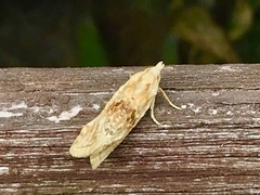 Cochylimorpha straminea