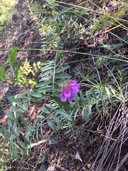 Vicia nervata