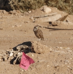 Athene cunicularia hypugaea