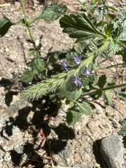 Verbena lasiostachys