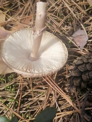 Amanita porphyria