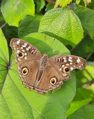 Junonia lemonias
