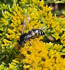 Bicyrtes quadrifasciatus