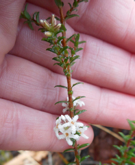 Styphelieae
