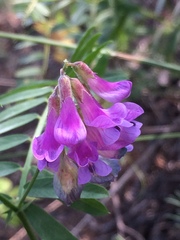 Vicia nervata