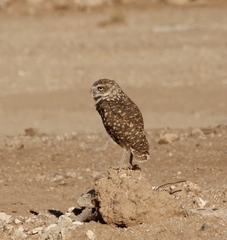 Athene cunicularia hypugaea