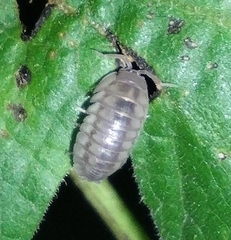 Armadillidium nasatum