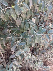 Elaeagnus angustifolia