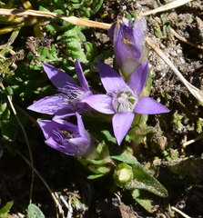 Gentianella germanica