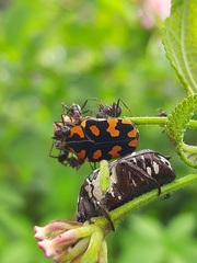 Clinteria klugi