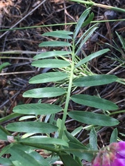 Vicia nervata