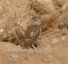 Athene cunicularia hypugaea
