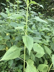 Verbesina occidentalis