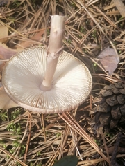 Amanita porphyria