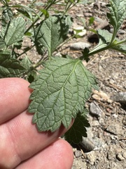Verbena lasiostachys