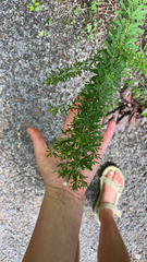 Lespedeza cuneata