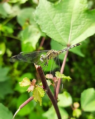 Diplacodes trivialis