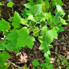 Ribes americanum