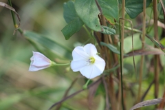 Convolvulus arvensis