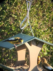 Coccothraustes vespertinus