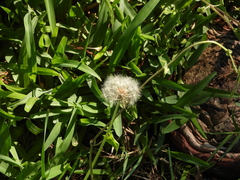 Taraxacum erythrospermum