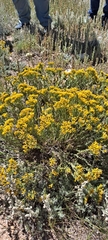 Gutierrezia sarothrae
