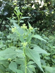 Verbesina occidentalis