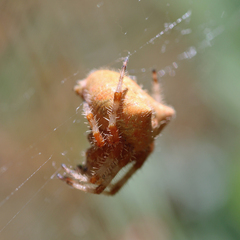 Araneus gemma