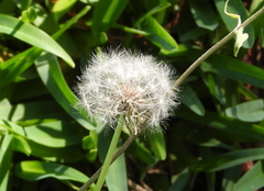 Taraxacum erythrospermum