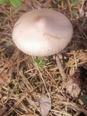 Amanita porphyria