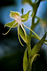 Habenaria crassicornis