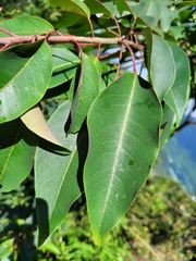 Triadica cochinchinensis