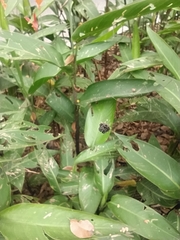 Gasteracantha cancriformis