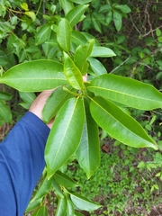 Zanthoxylum schreberi