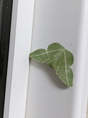 Dichorda illustraria