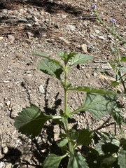 Verbena lasiostachys